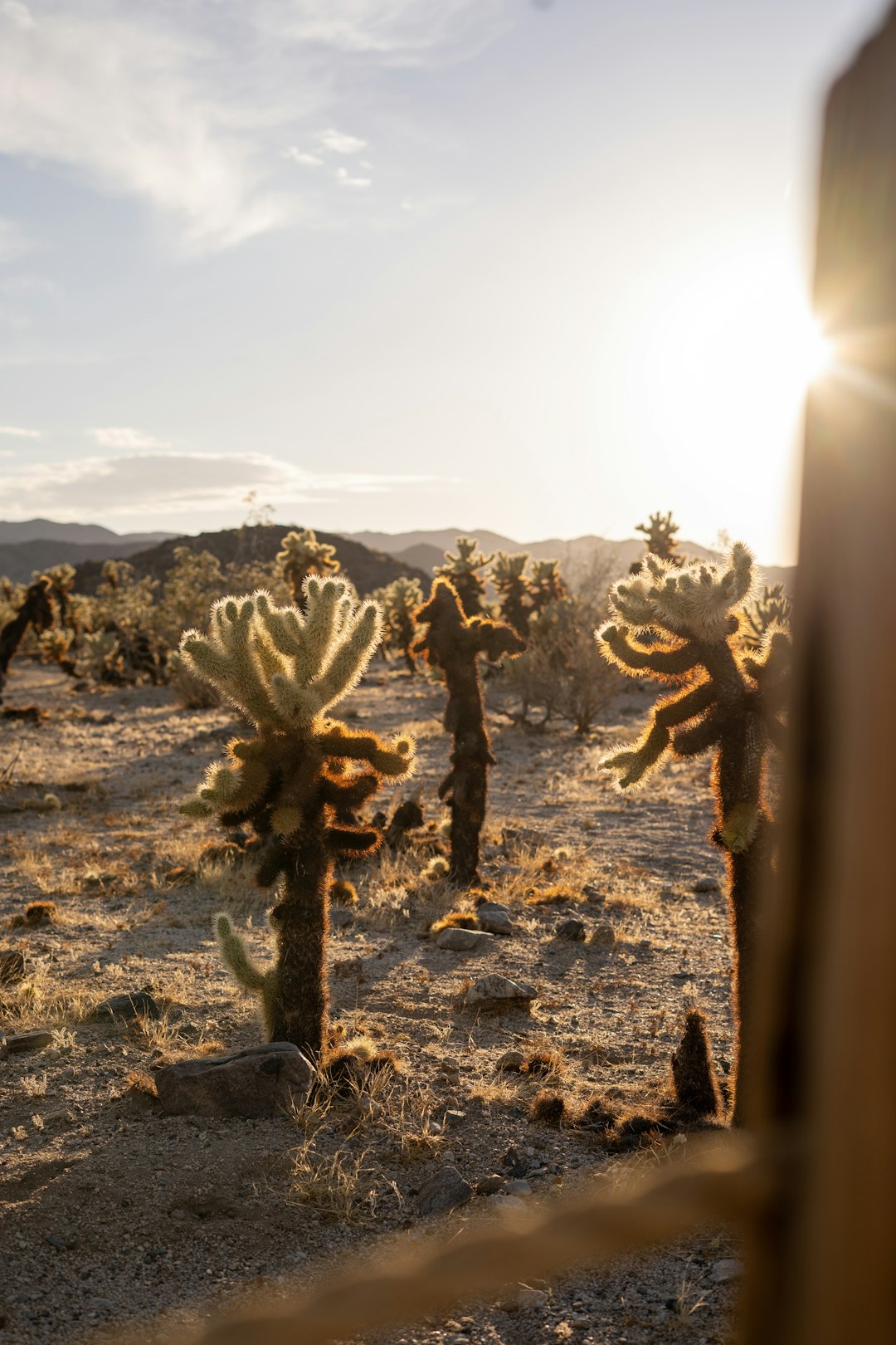 Cactus gigantes del desierto